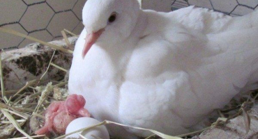 Jak správně chovat holuby?